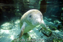 Manatee standing on his tail, taken at Crystal River FL. by Ray Eccleston 
